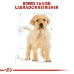 pu-labrador-packshot-bhn18