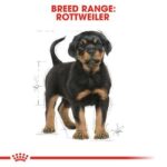 pu-rottweiler-packshot-bhn18